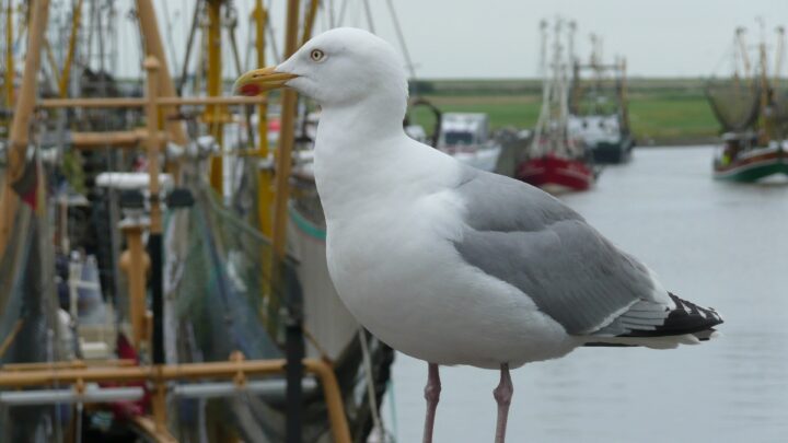 Möwe am Hafen